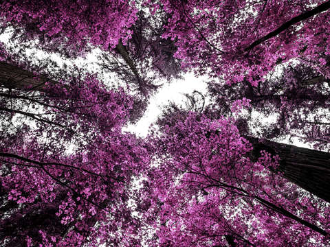 The purple forest 2