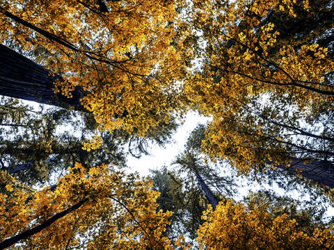 The orange forest 2