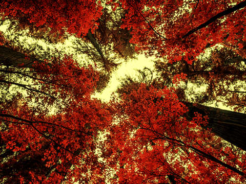 The red forest 2