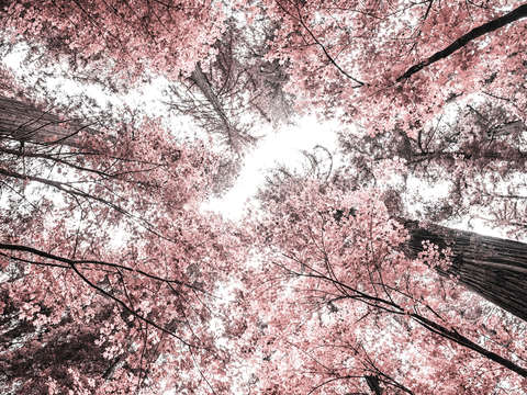 The pink forest 2