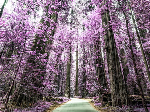 The purple forest 3