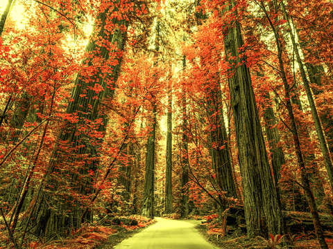 The red forest 3