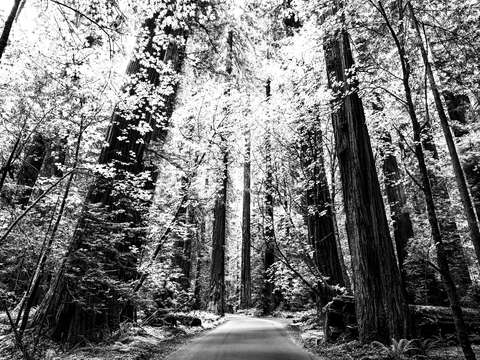 The silver forest