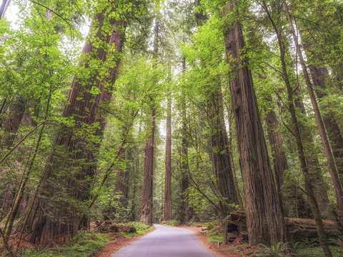 Nice road through the woods 1