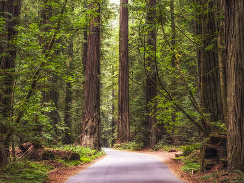 Nice road through the woods 2