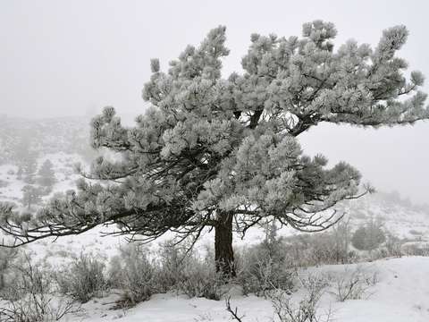 Frozen ponderosa