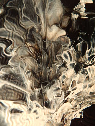 Orchid 9