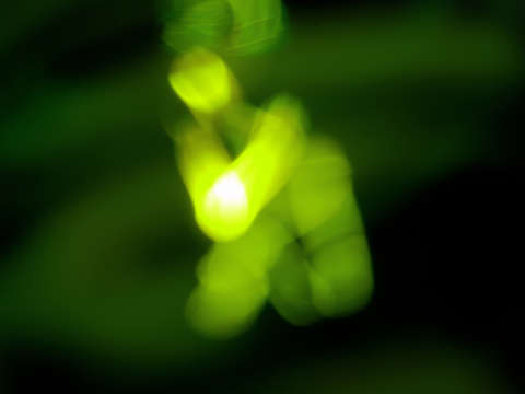 Zazen
