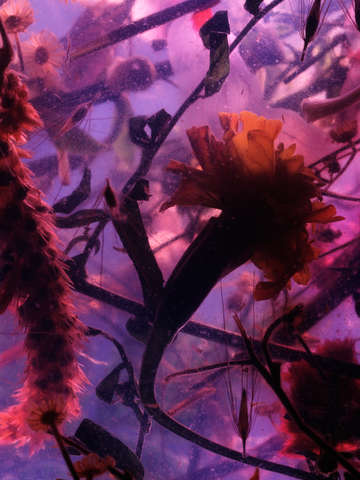 Still life marigold