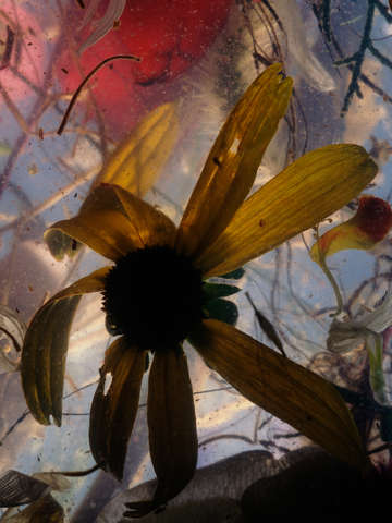 Still life black eyed susan