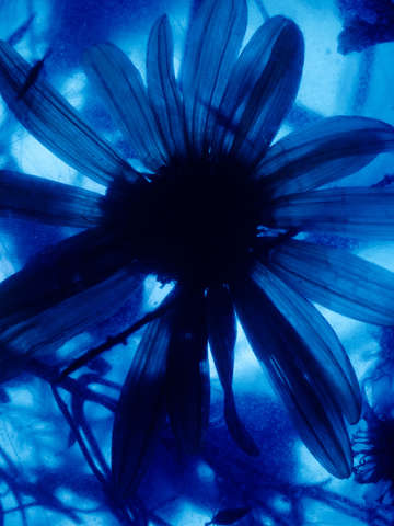 Still life blue daisy