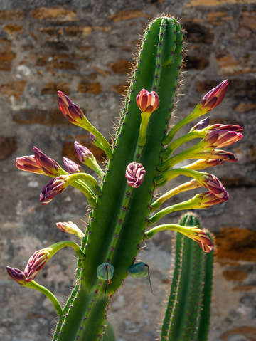 Cactus in bloom 4