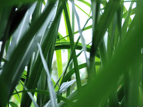 Grass 3