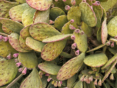 Prickly pear