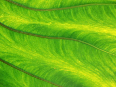 Green 2