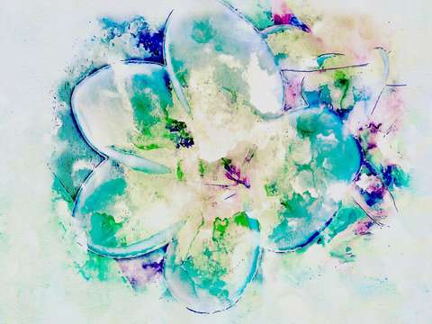 Blue plumeria