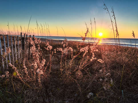 Sun rays through the grass