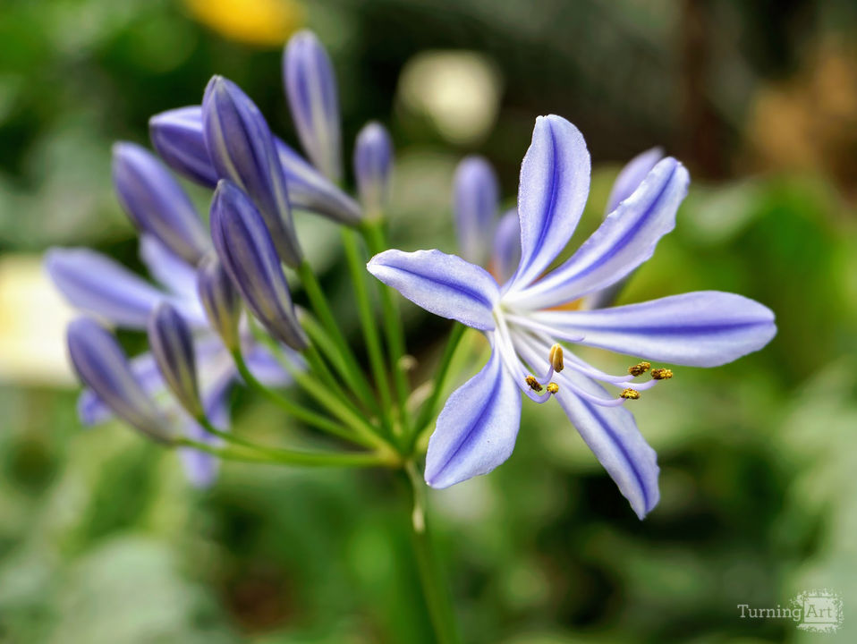 Agapanthus 2