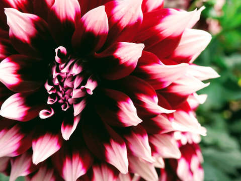 Dahlia 4