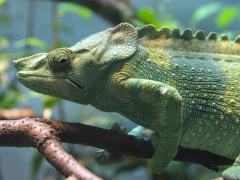 Mellers chameleon