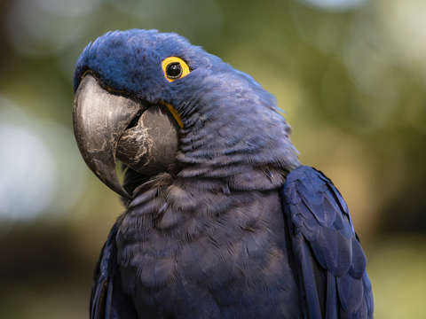 Blue and gold macaw 2