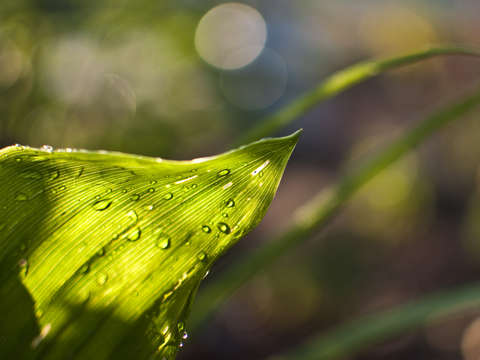 Drops 2