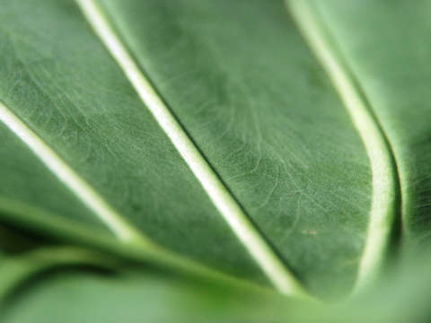 Veins