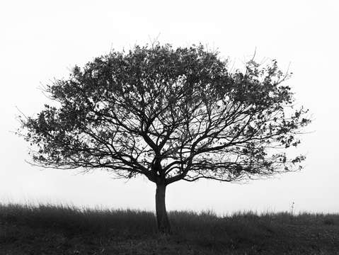 Lone tree booneville