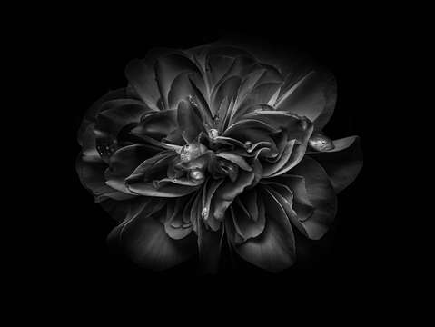 Backyard flowers in black and white 67