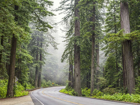 101 through the redwoods