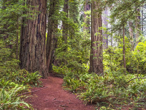 Path in the forest