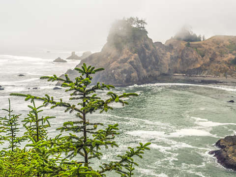 Pines above the sea 1
