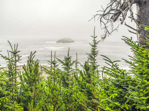 Pines above the sea 2