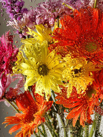 Rain flowers 4