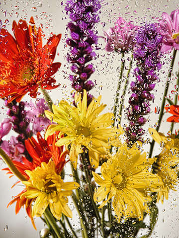 Rain flowers 5