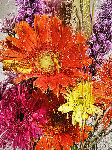 Rain flowers 6