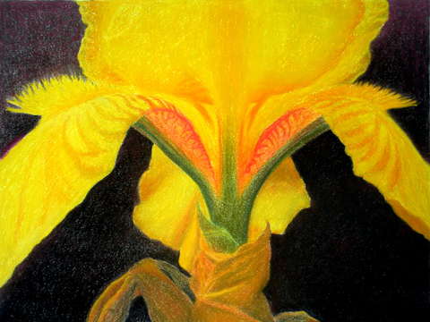 Portrait of an iris