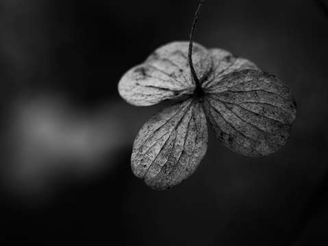 Hydrangea 5