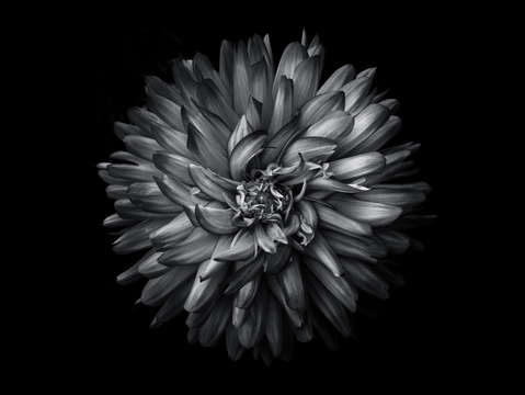 Backyard flowers in black and white 20