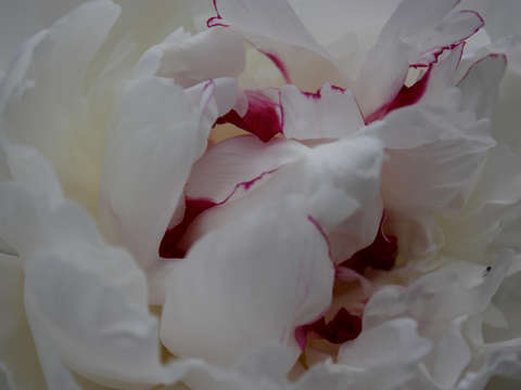 Peony