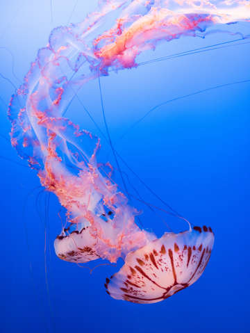 Jellyfish 1