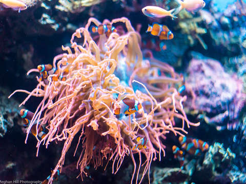 Underwater anemone