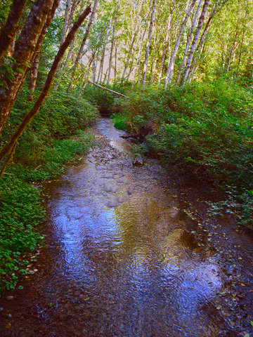 Shinglemill creek
