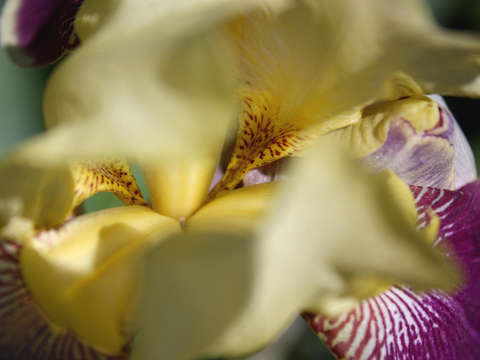 Iris 3