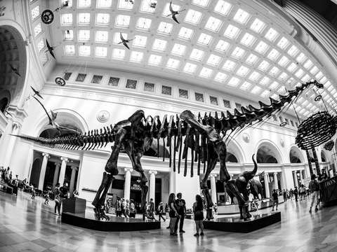 Field museum chicago
