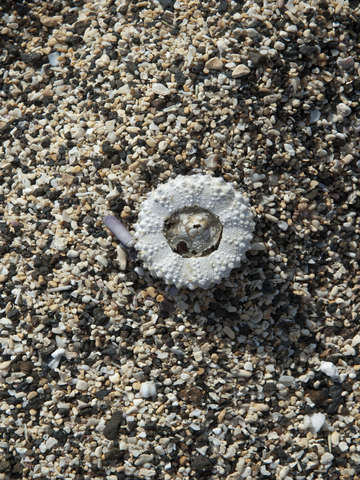 Pebbles and shell