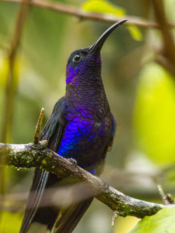 Violet sabrewing