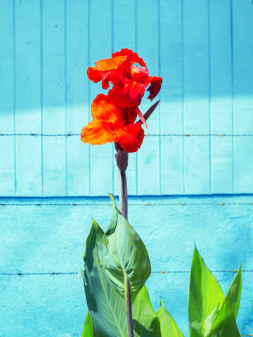 Growth 6
