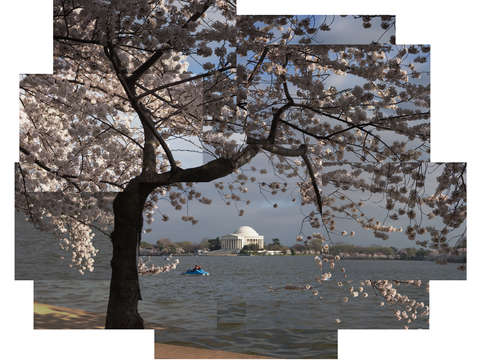 Cherry blossoms washington dc