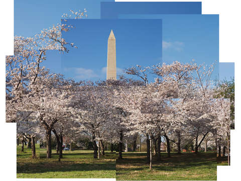 Cherry blossoms at the washington monument